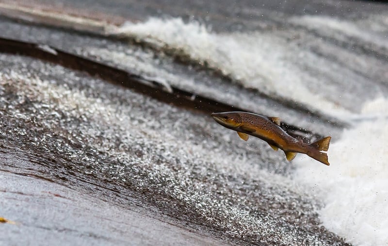 Teriyaki Salmon
